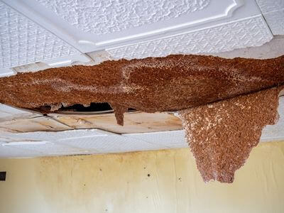 Professional water damage services in Chandler